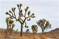 Joshua Tree National Park 