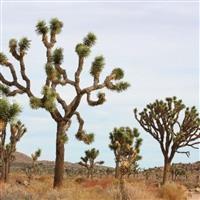 Joshua Tree National Park