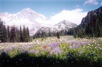 Mount Rainier National Park 