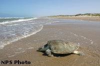 Padre Island National Seashore