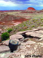 Petrified Forest National Park