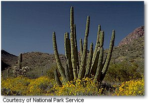 Organ Pipe Cactus National Monument