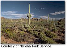 Saguaro National Park