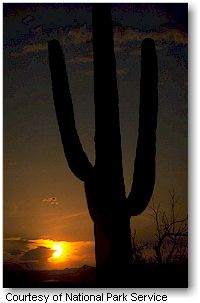 Saguaro National Park