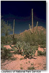 Saguaro National Park