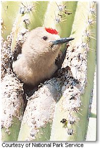 Gila Woodpecker (Saguaro National Park)