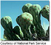 Saguaro flower buds (Saguaro National Park)