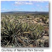 Mojave National Preserve