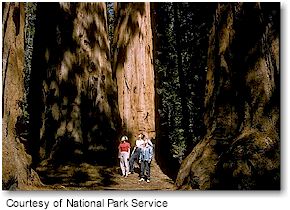 Sequoia & Kings Canyon National Parks