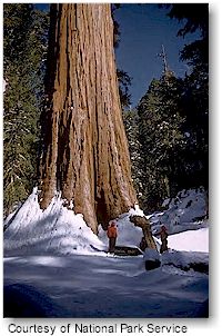 Sequoia Tree in Sequoia & Kings Canyon National Parks