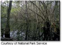 Big Cypress National Preserve