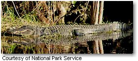 Alligator at Big Cypress National Preserve