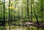 Sam D. Hamilton Noxubee National Wildlife Refuge