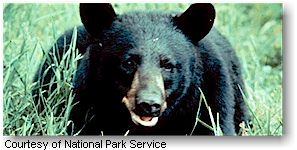 Black Bear (Great Smoky Mountains National Park)