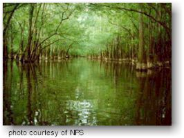 Congaree National Park